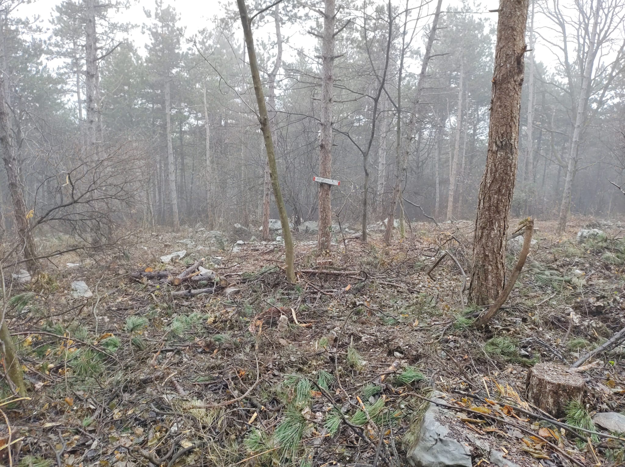 Immagine per Alberi tagliati nel Parco del Carso, l'intervento divide Monfalcone